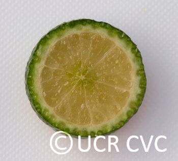 Microcitrus australis crc3666009