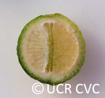 Microcitrus australis crc3666010