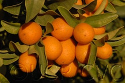 nagamibeckfallbrook025_000