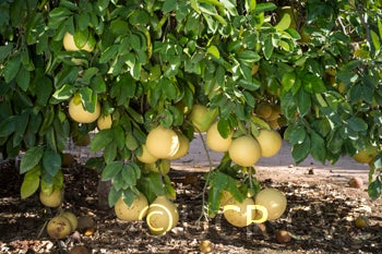 nakhonchaisipummelocrc2353005