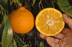 nanshodaidaicvc08_000