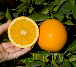 navalencianavelorangecrc287004