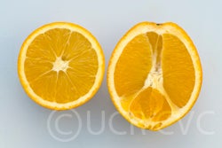 navelatenavelorangecrc4022003