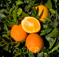 navelinanavelorangecrc4015003