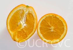 navelinanavelorangecrc4015004