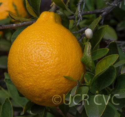 neckedorangeseedlingtangorcrc3738005