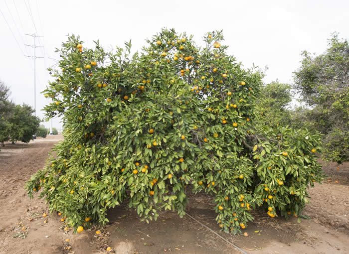 nepolitanasatsumamandarincrc3848001