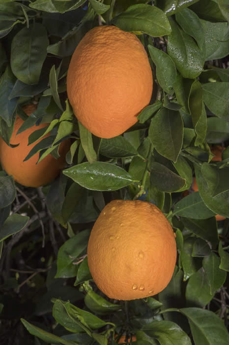 newhallnavelorangecrc3014002