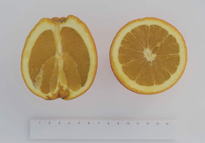 newhallnavelorangecrc3014004