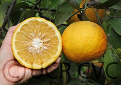 newzealand3769cvc003