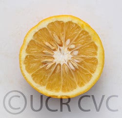 newzealand3769cvc004