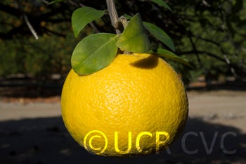 newzealandgrapefruitpummeloxsweetorangehybridcrc2381002.