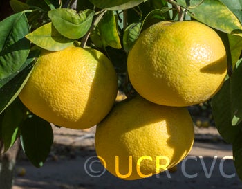 newzealandgrapefruitpummeloxsweetorangehybridcrc3769002