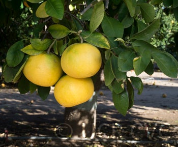 newzealandgrapefruitpummeloxsweetorangehybridcrc3769003