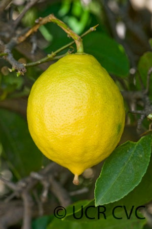 nicaraguanlemonhybridcrc3841003