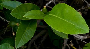 nicaraguanlemonhybridcrc3841004