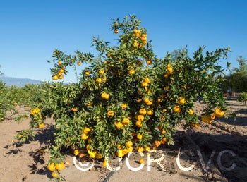 nichiganichigosatsumamandarin002crc4217