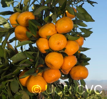 nichiganichigosatsumamandarincrc4217004