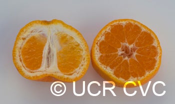 nichiganichigosatsumamandarincrc4217006