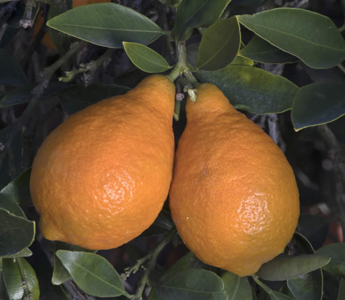 nipponorangequatcrc3360010