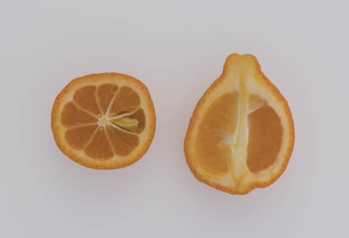 nipponorangequatcrc3360011