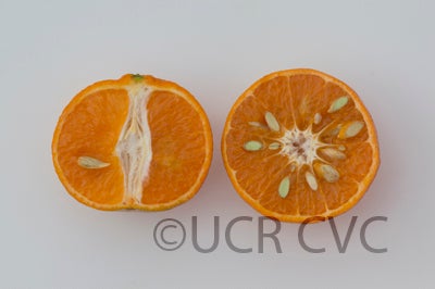 nissvemandarinhybridcrc3965005