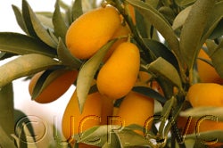 nordmannkumquatfoskett03