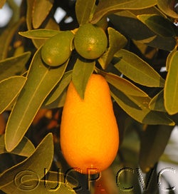 nordmannkumquatfoskett06_000