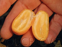 nordmannkumquatfoskett14_000