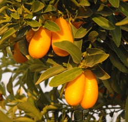 nordmannkumquatfoskett15