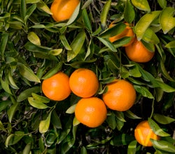 nova_mandarin_crc_3615_003