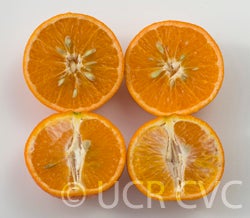 nova_mandarin_crc_3615_004