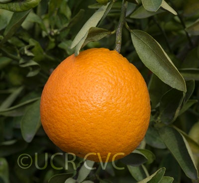 novair10mandarincrc4206002