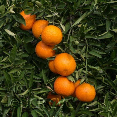 novair10mandarincrc4206003