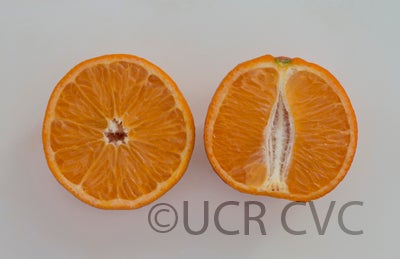 novair10mandarincrc4206004