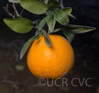 noveltyxellendalemandarinhybridcrc3956002