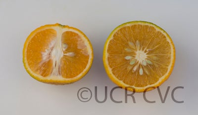 noveltyxellendalemandarinhybridcrc3956003