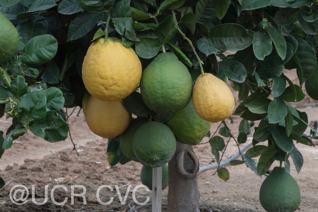 old_indian_lemon_crc_4211_003.jpg