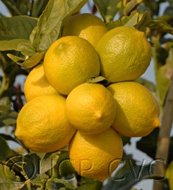 oldlineeurekalemon18