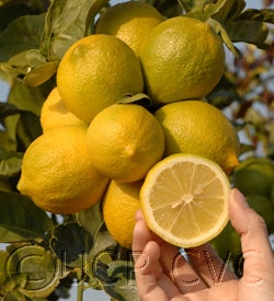 oldlineeurekalemon28