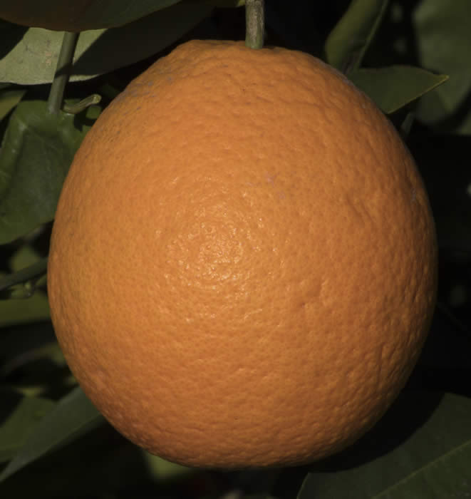 olindamcewenvalenciasweetorangecrc4230004