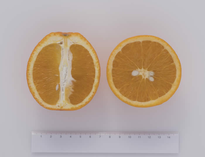 olindamcewenvalenciasweetorangecrc4230005