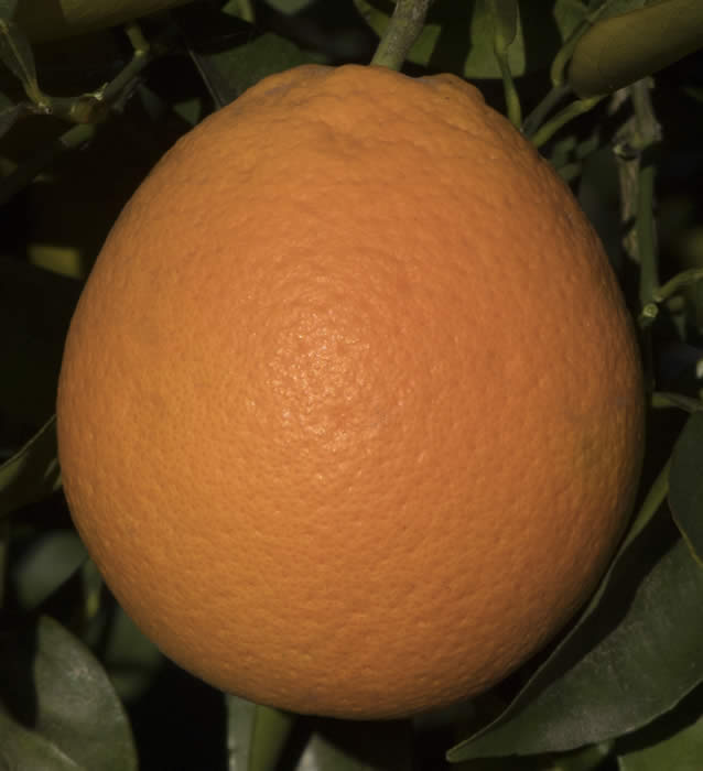 olindamulhollandvalenciasweetorangecrc4231005