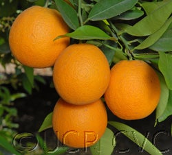 olindanucellarvalencia002_000