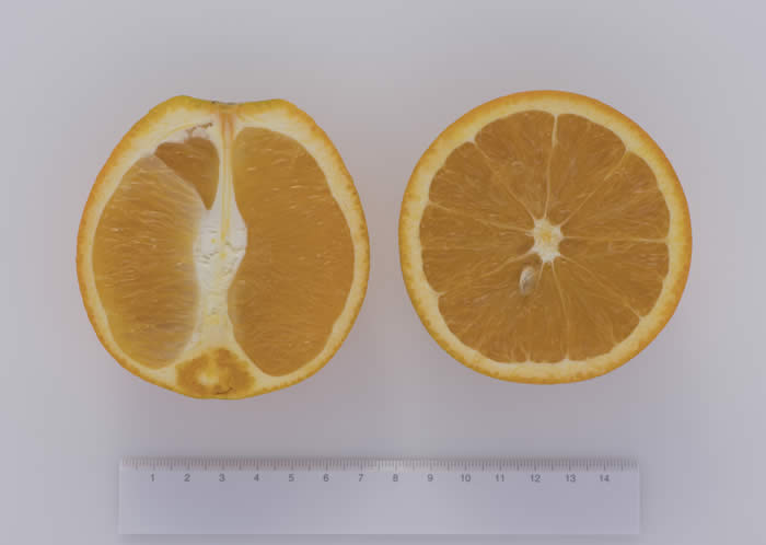 olympicgoldnavelorangecrc4209003