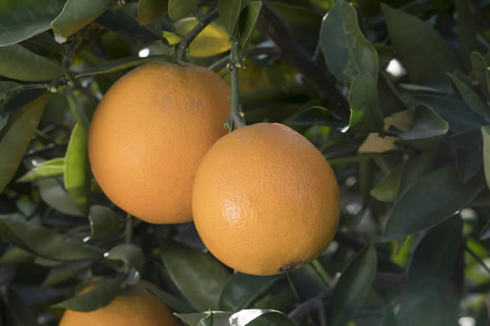 olympicgoldnavelorangecrc4209007