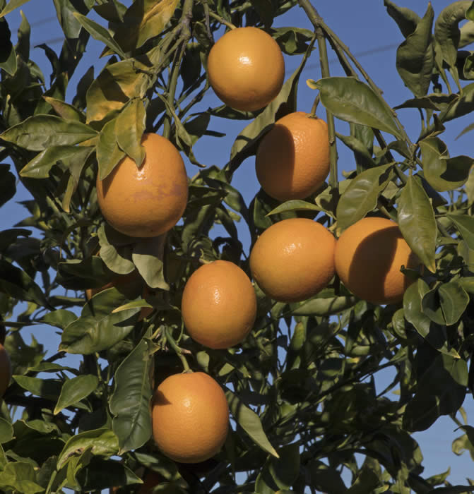 orangeafeuilleslacinieessweetorangecrc4202006