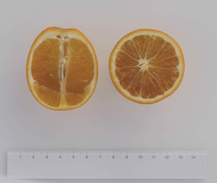 orangeafeuilleslacinieessweetorangecrc4202008