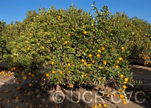 Orange de Nice Sweet Orange crc 3624004