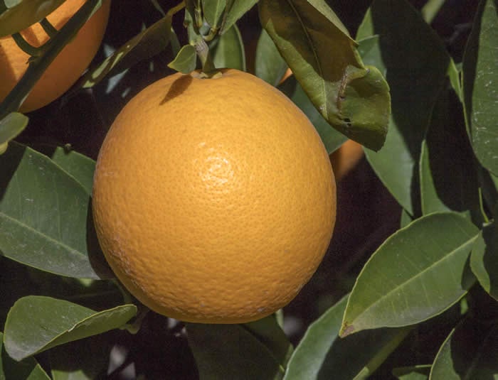 Orange de Nice Sweet Orange crc 3624006